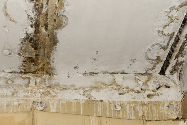 Forensic Mold Investigation in Hialeah Gardens, FL